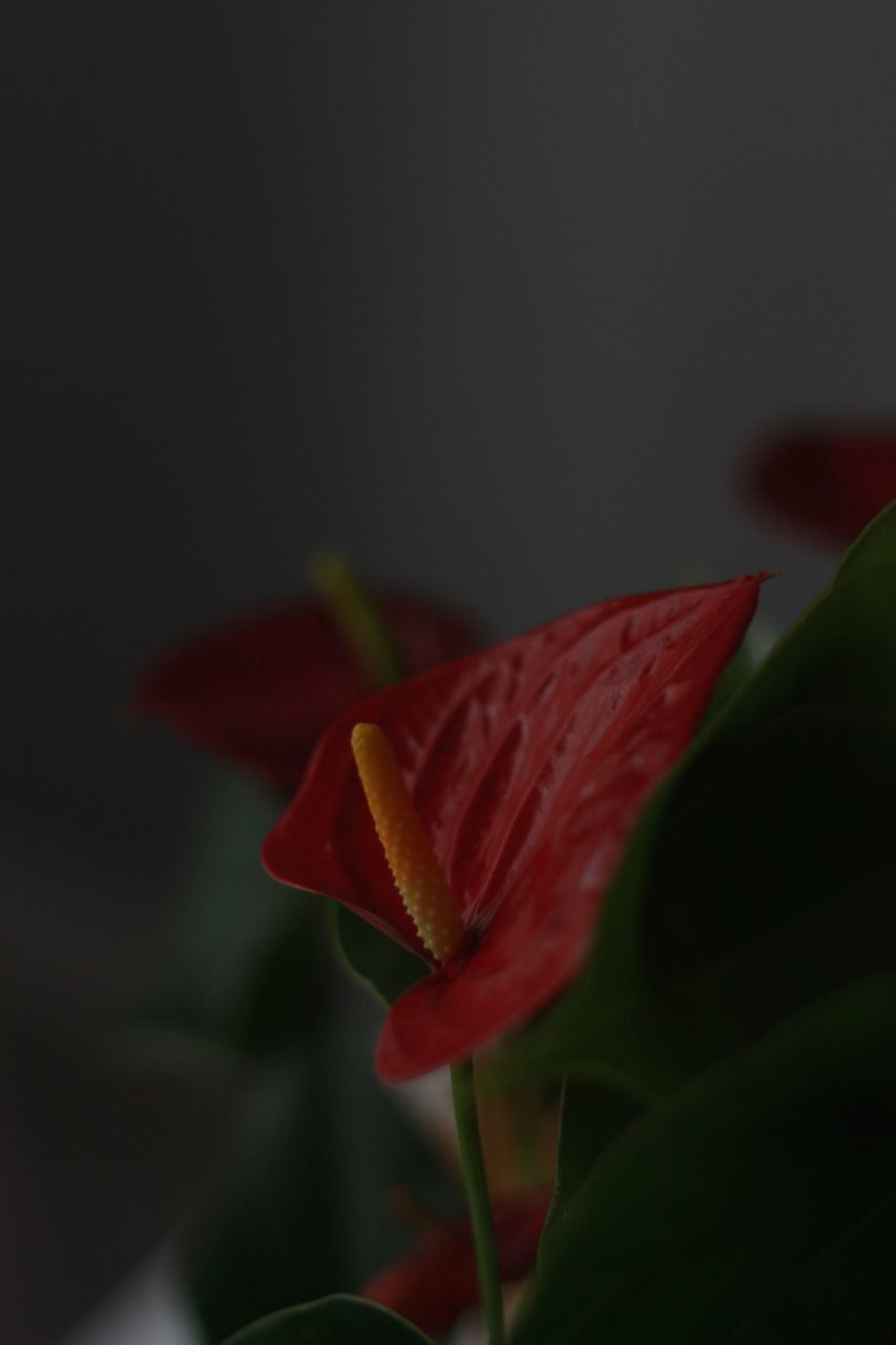 CLOSE-UP OF RED ROSE PLANT