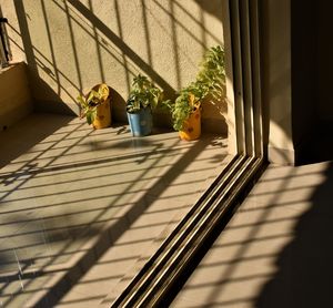 Potted plant on window of building
