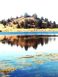 Reflection of trees in calm lake