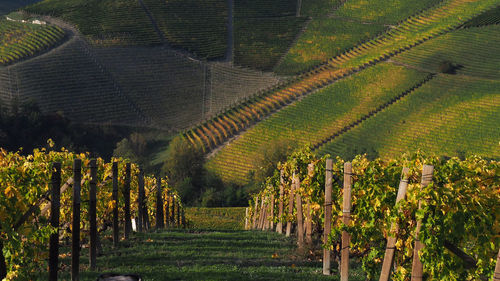 Scenic view of vineyard