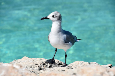 Stunning laughing gull standing on lava rock over the tropical waters.