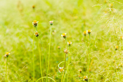 Close-up of yellow flowers on field