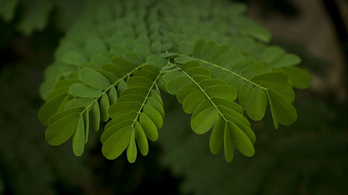 Close-up of green leaves