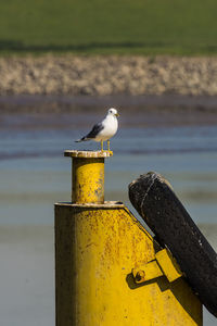 Seagull perching on wooden post