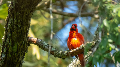 Bird perching on a tree