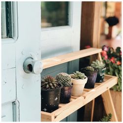 Close-up of potted plant