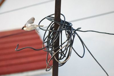 Close-up of horse on cable