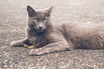 Close-up portrait of a cat