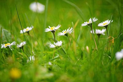 Close-up of white flowering plants on field