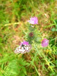 Close-up of flowers