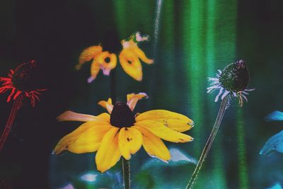 Close-up of yellow flowering plant