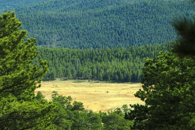 Pine trees in forest