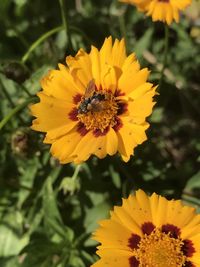Bee pollinating flower