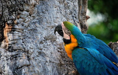 Close-up of a bird perching on a tree