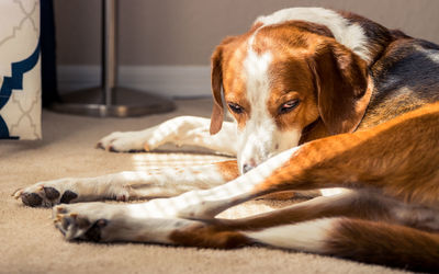 Close-up of dog sleeping at home