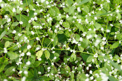Full frame shot of fresh green plants