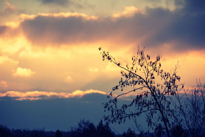 Low angle view of trees against sky at sunset