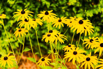 Close-up of yellow daisy flowers