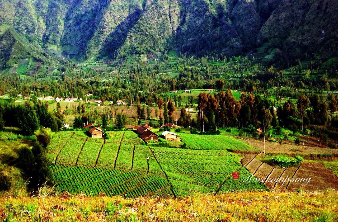 field, agriculture, rural scene, landscape, growth, green color, grass, tree, tranquil scene, tranquility, farm, nature, scenics, beauty in nature, crop, cultivated land, plant, grassy, idyllic, green