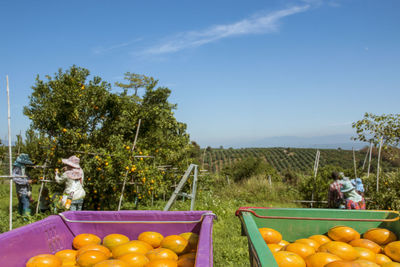 Fruits and vegetables on tree against sky