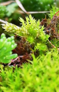 Close-up of wet plants