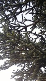 Low angle view of tree against sky