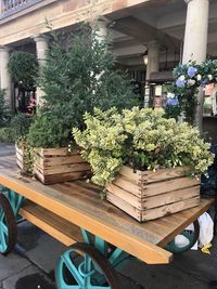 Potted plants on table by building