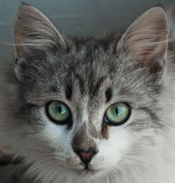 Close-up portrait of a cat