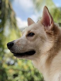 Close-up of dog against sky