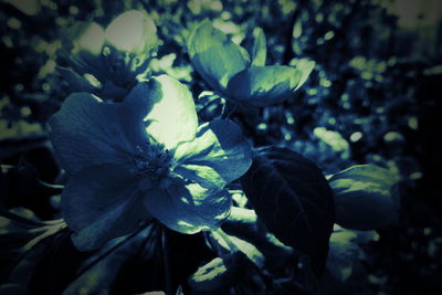 Close-up of purple flowering plant