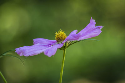 Close-up of purple flowers