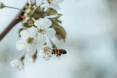 Close-up of cherry blossom