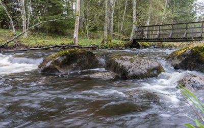 River flowing in forest