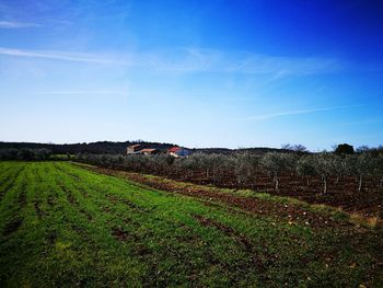 Scenic view of field against clear blue sky