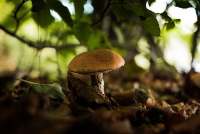 Close-up of mushroom growing on land