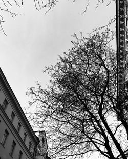 Low angle view of tree and building against sky