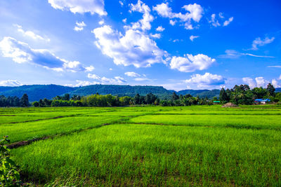 Scenic view of agricultural field against sky