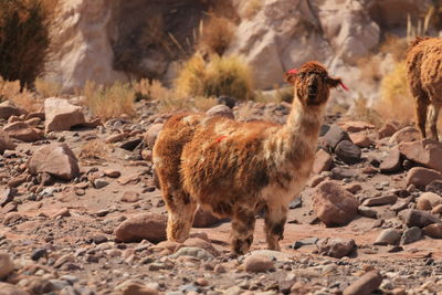 Lama standing on ground