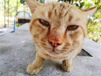 Close-up portrait of ginger cat