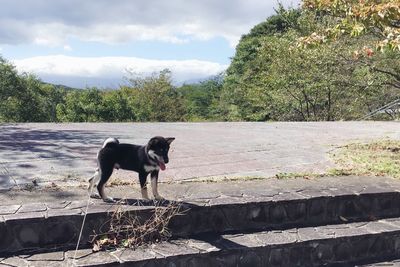 Dog standing by plants against sky