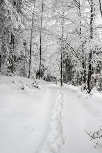 Snow covered land and trees in forest