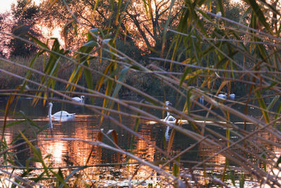 View of birds on land