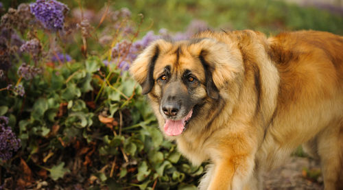 Portrait of a dog