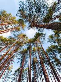 Low angle view of trees against sky