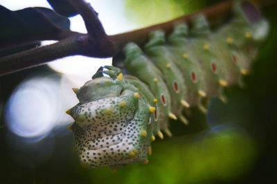 Close-up of caterpillar on twig