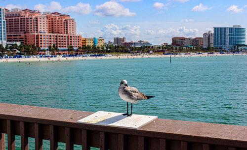 Seagull perching on railing by sea in city