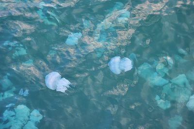 High angle view of jellyfish swimming in sea