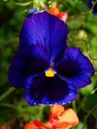 Close-up of purple flower