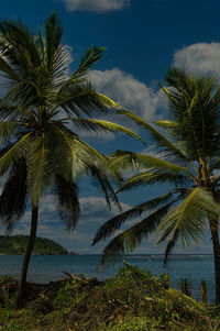 Palm tree by sea against sky