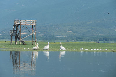 Birds in a lake